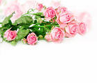 Delicate Pink Roses Background