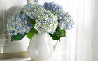 Delicate Vase with Hydrangeas Background