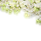 Delicate White Flowers Background