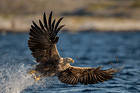 Eagle in Flight Background