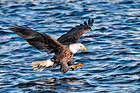 Eagle in Flight over the Sea Background