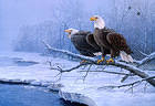 Eagles in Winter Painting Background