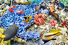 Exotic Sea Fishes Background