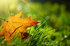 Fall Leaf and Green Grass Background