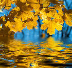 Fall Leaves and Water Background