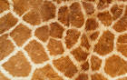 Giraffe Leather Background
