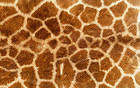 Giraffe Skin Background