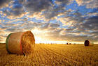 Hay Bale Background