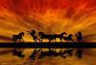 Horses Background