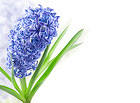 Hyacinth Flower Spring Background