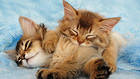 Kittens Blue Background