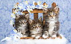 Kittens and Flowers Background