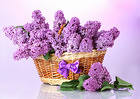 Lilac Basket Background