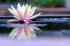 Lotus Background