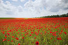 Meadow with Poppies Background