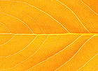 Orange Autumn Leaf Background