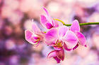 Orchid Pink Background