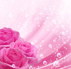 Pink Background with Pink Roses