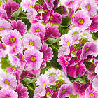 Pink Flowers Pink Background