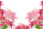 Pink Lilium Background