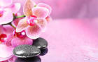 Pink Orchids Background