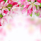 Pink Spring Background