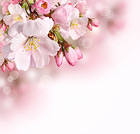 Pink Spring Branch Background