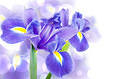 Purple Iris Background