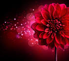 Red Chrysanthemum Background