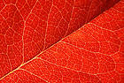 Red Leaf Texture Background