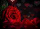 Red Rose and Petals Background