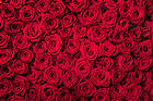 Red Roses Beautiful Background