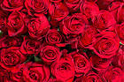 Red Roses Red Background