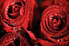 Red Roses with Dew Background