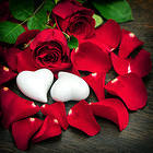 Red Roses with White Stone Hearts Background