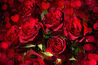 Romantic Red Roses Background with Roses