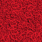 Rose Red Background