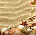 Sand and Shells Background