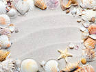 Sand with Shells Background