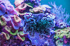 Sea Corals Background