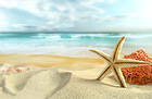 Sea Sand and Shells Background