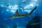 Sea Sharks Background