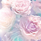 Soft Roses Background