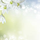 Soft White Floral Background