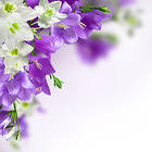 Spring Background with White and Purple Flowers