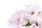 Spring Beauty Background