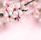 Spring Branch Pink Background