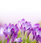 Spring Crocuses Flowers Background