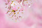 Spring Pink Flowers Background