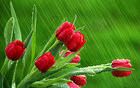 Spring Rainy Green Background with Red Tulips
